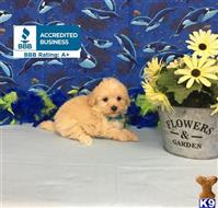 maltipoo puppy posted by Rhonda Wallace